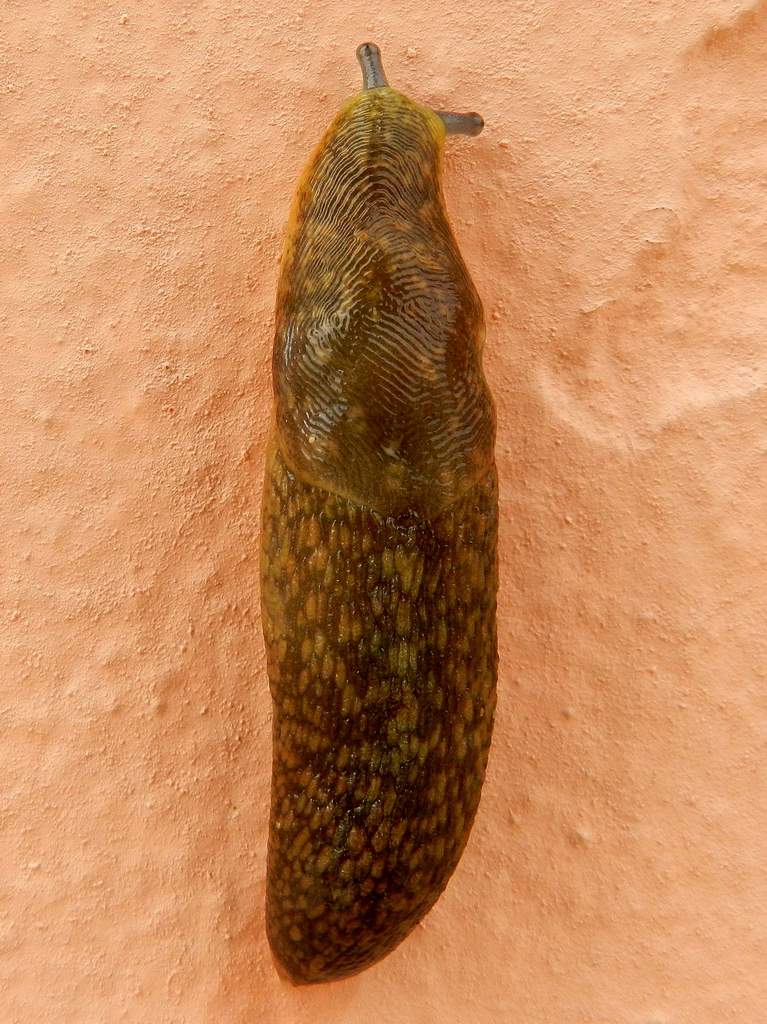 Limacus flavus dal lido di Venezia